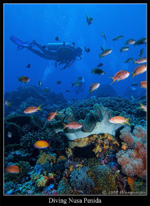 Reef Scene at Nusa Penida island, Bali Indonesia (Canon G... by Marco Waagmeester 